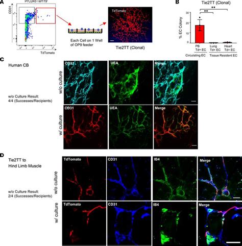 JCI Insight Origin Prospective Identification And Function Of