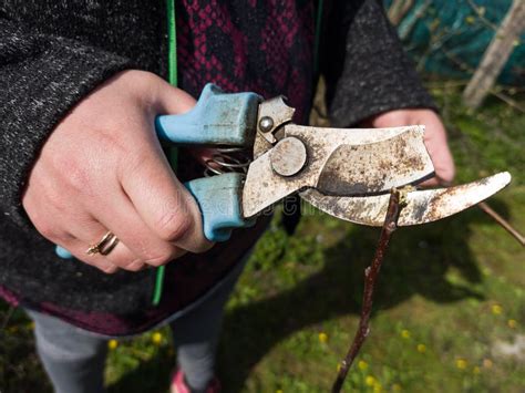 A Woman With Broken Pruning Shears Or Secateurs Prunes And Cuts Tree