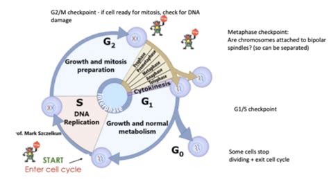 Cell Cycles Recap Flashcards Quizlet