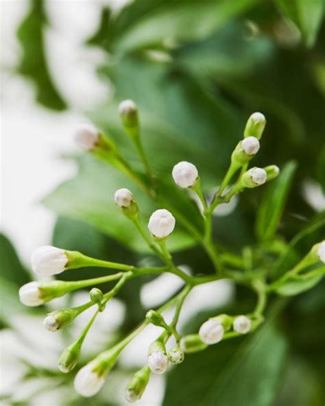 Potato Vine Outdoor Balcony Plants Delivered Solanum Laxum Album