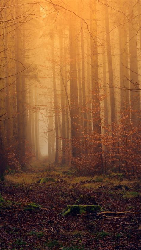 Dreamy Forest Wallpapers Top Free Dreamy Forest Backgrounds