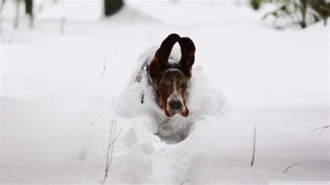 Dogs Playing in Snow Wallpapers - Top Free Dogs Playing in Snow ...