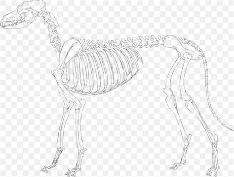 Skeleton Drawing Pekingese Sketch Png 900x684px Skeleton Anatomy