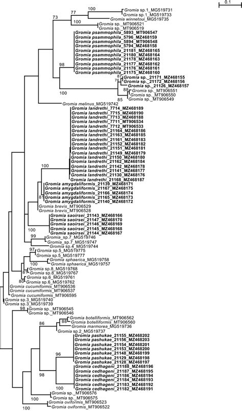 Phyml Phylogenetic Tree Based On The End Fragment Of The Ssu Rrna