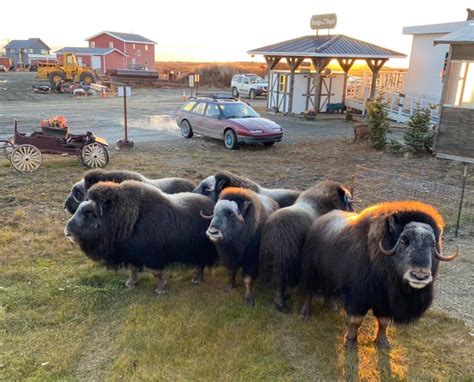 Nomes Urban Musk Oxen Have Residents Worried About Their Safety