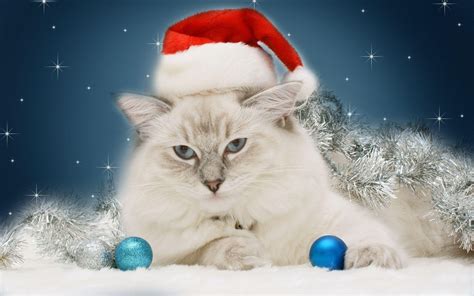 Christmas Cat Wallpapers - Wallpaper Cave