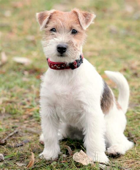 Long-Haired Jack Russell Terrier: A Complete Guide to the Rough Coat Jack Russell