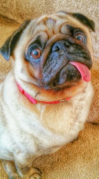 Premium Photo High Angle View Portrait Of Pug Sticking Out Tongue