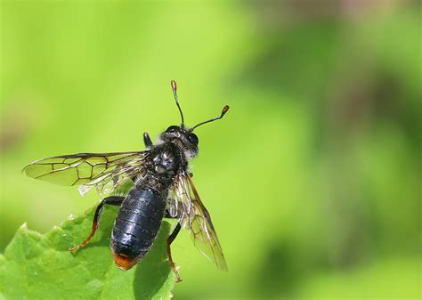 Pseudoclavellaria Amerinae Rimvydas Kinduris Flickr