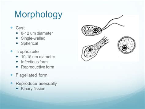 Naegleria Fowleri Cyst