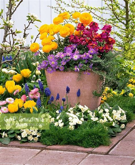 Container Planted With Ranunculus Erysimum Improved Winter Sorbet