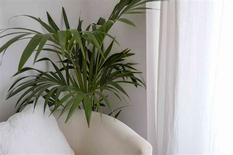 indoor palm trees   home
