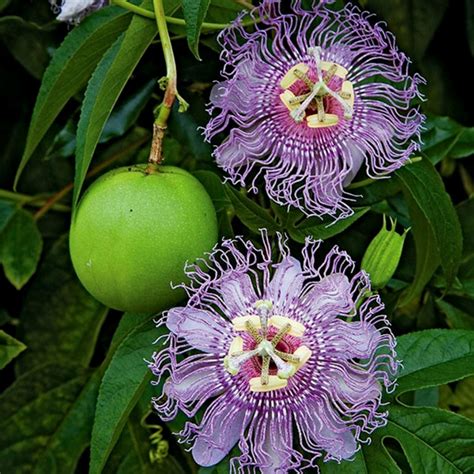 Maypop, Purple Passionflower Seeds (Passiflora incarnata) - Cena:...