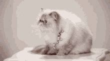 Persian Cat Tofu GIF - Persian cat Tofu - Discover & Share GIFs