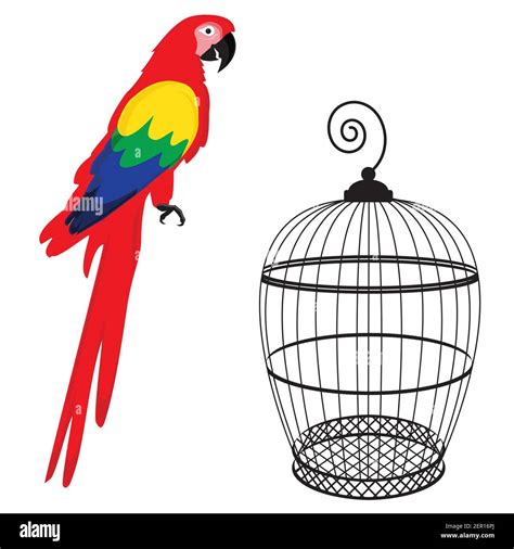 Ilustraci N Vectorial Loro De Guacamaya De Colores Y Jaula De Aves