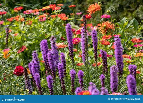 Liatris Spicata Flowers In The Summer Garden Stock Image Image Of