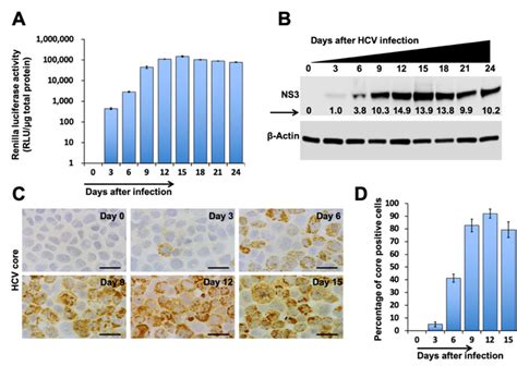 Hcv Replication In The Huh 75 Cd63 Gfp Cell Line Huh 75 Cells Were Download Scientific