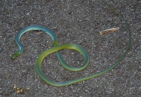 Ohio Birds and Biodiversity: A "blue" green snake