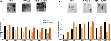 Frontiers In Vitro Evaluation Of ASCs And HUVECs Co Cultures In 3D