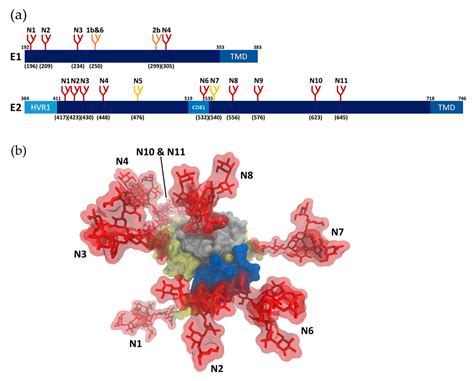 Pathogens Free Full Text Hepatitis C Virus Glycan Dependent