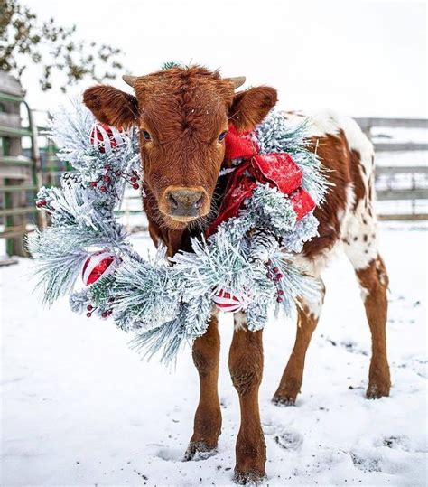 Farmhouse Homes Su Instagram Look It S A Christmas Cow This