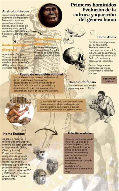 Infografía Homínidos Evolución Primates Hominidos Evolucion Enseñanza De La Historia