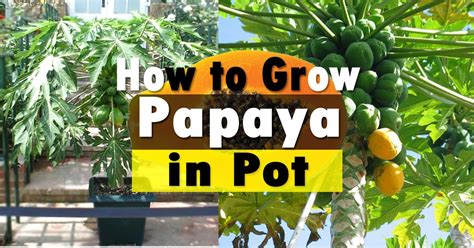 how to care for a papaya tree