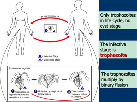 Ppt Giardia Lamblia Trichomonas Vaginalis Powerpoint Presentation Free Download Id9198329