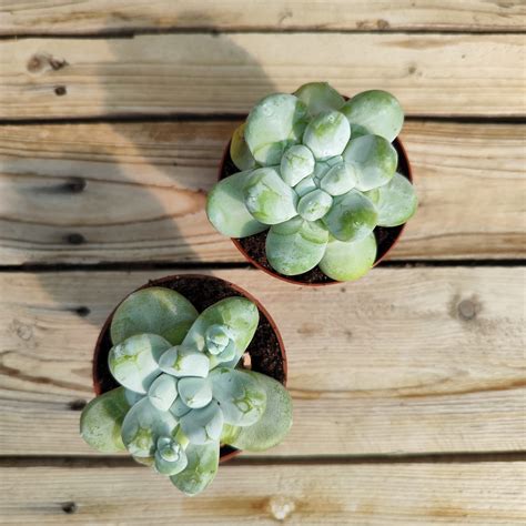 Dudleya Pachyphytum Succulentes Et Jolies Plantes