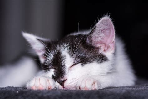 Free Images Black And White Sweet Cute Pet Fur Fluffy Kitten