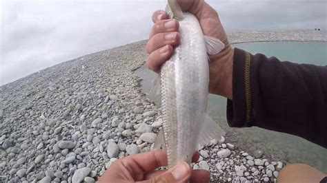 BIG YELLOW EYE MULLET ON SABIKI PART 2 Yellow Eyes Big Yellow Mullets