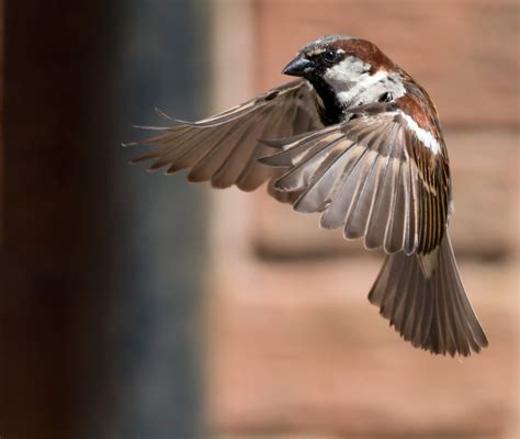 Sparrows In Flight