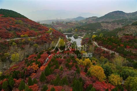 济南：红叶谷漫山红遍 秋色醉游人 人民图片网