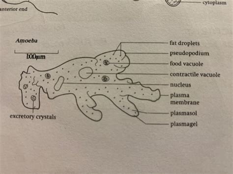 Microorganisms Flashcards Quizlet