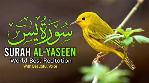 Surah Yasin Yaseen Full With Arabic Beautiful Recitation Yaseen Tilawat