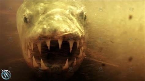 GOLIATH TIGERFISH Demon Fish On Steroids That Kills Crocodiles YouTube