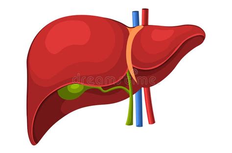 Hepatic Portal System Anatomy Of Human Liver And Blood Vessels Stock