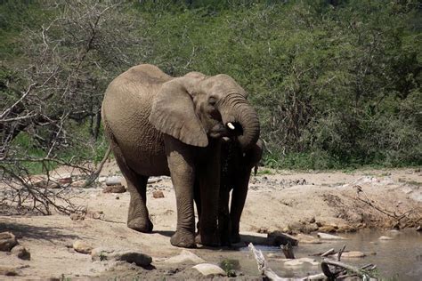 Tripadvisor Een Volledige Dag Safaritour Naar Het Hluhluwe Imfolozi