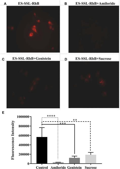 Inhibition Of Es Ssl Rhb Uptake Mcf 7 Cells Were Treated With A Pbs Download Scientific