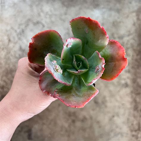 Echeveria Bumps Bump Leaf Let Love Grow Succulent And Cactus