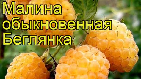 Малина обыкновенная Беглянка. Краткий обзор, описание характеристик ...