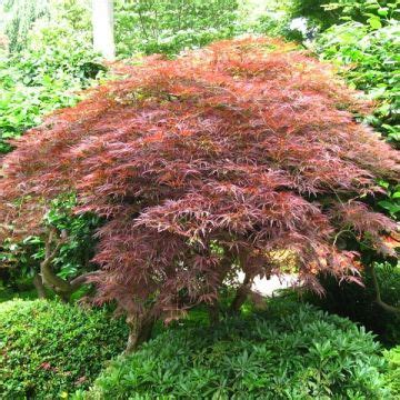 Rable Du Japon Bloodgood Acer Palmatum Feuillage Rouge D Coup