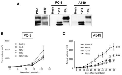 Vegf121165b Overexpression Accelerates Tumorigenesis In A549 Download Scientific Diagram