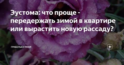 Эустома: что проще - передержать зимой в квартире или вырастить новую ...
