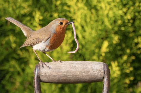 What do robins eat? - Countryfile.com