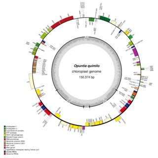 Circular Map Of Chloroplast Genome Of Opuntia Quimilo With Annotated