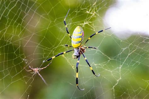 Venomous Flying Spiders On Way To New York Should You Be Worried