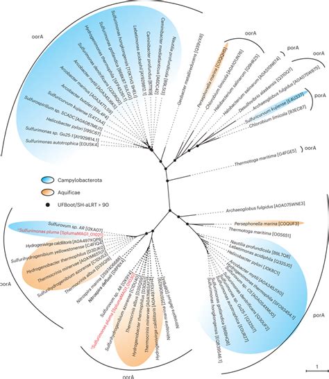 Phylogenetic Tree Of Rtca Cycle Ferredoxin Oxidoreductases Phylogenetic