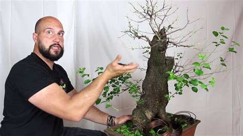 Defoliation And Branch Selection On Deciduous Bonsai Youtube