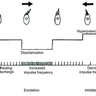 Diagrammatic Representation Of The Electrophysiological Response Of The